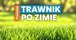 Trawnik po zimie