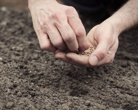 Listopad to najlepszy termin na siew i sadzenie tych warzyw. Konkretny plon na wiosnę gwarantowany