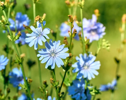 Cykoria podróżnik (Cichorium intybus)