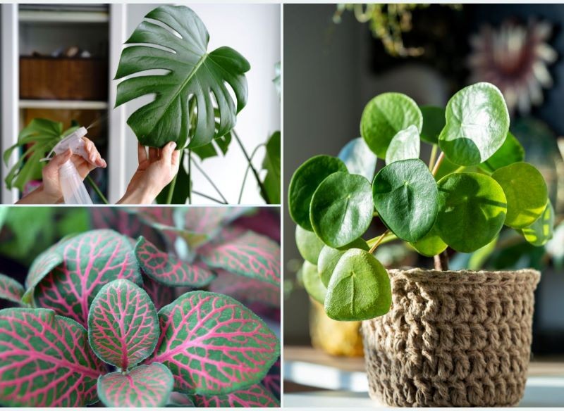 Pieniążek, fitonia i monstera lubią być zraszane.