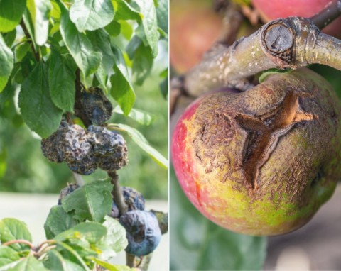 Choroby drzew owocowych – opisy, zdjęcia, zwalczanie, opryski