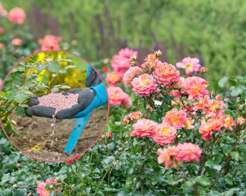 Jakich błędów w uprawie róż unikać? Dzięki temu twój ogród niedługo zapełni się przepięknymi kwiatami!