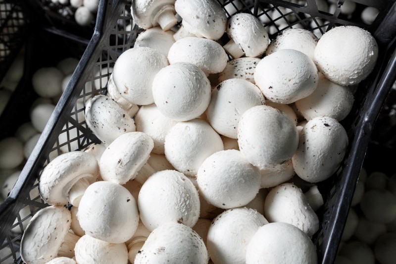 jakie właściwości mają pieczarki