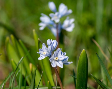 Puszkinia cebulicowata (Puschkinia scilloides)