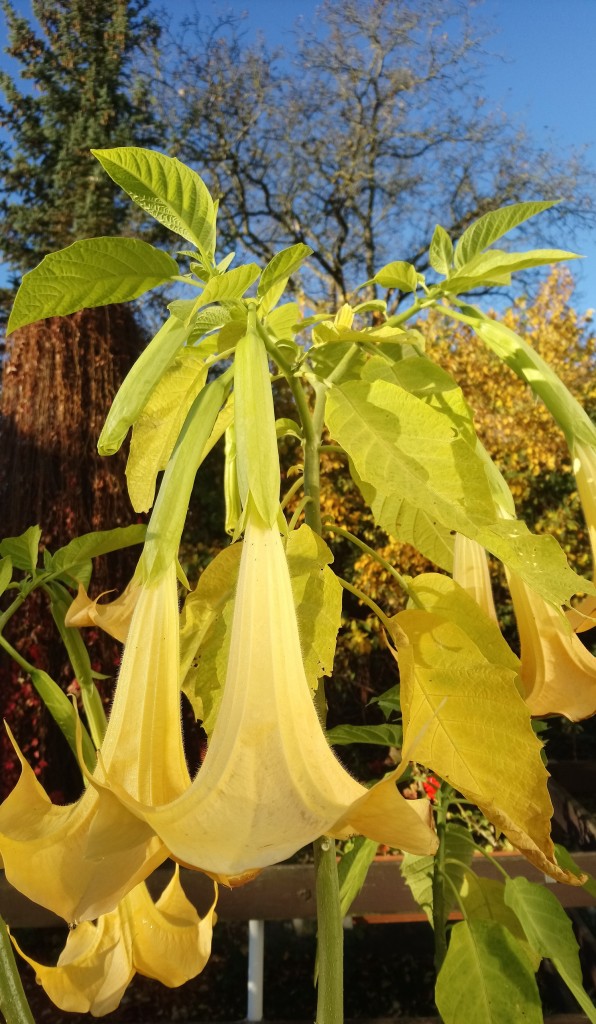 Rośliny, Jeszcze październik...................... - .............i kwitnąca datura.............