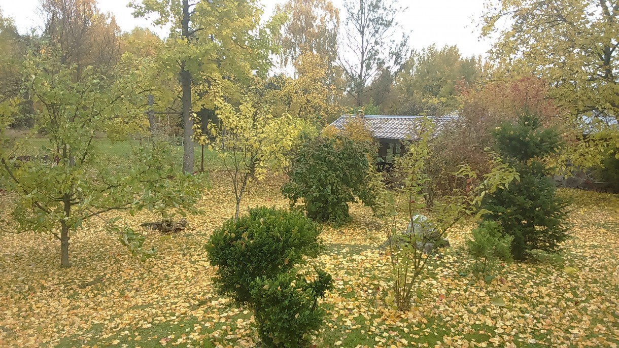 Ogród, Jesień w moim ogrodzie /tarasie.