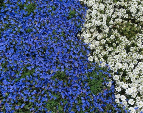 Nawrot rozpierzchły – niebieski dywan kwiatów. Uprawa i pielęgnacja lithodory
