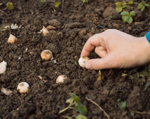 Gryzonie zjadają cebulki, które zimują w gruncie? Mam na to niezawodny patent za 5 zł