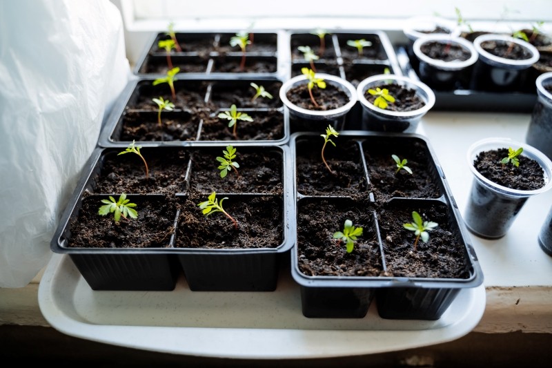 nawóz na wzmocnienie sadzonek warzyw i kwiatów