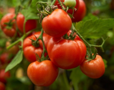 Jak prawidłowo nawozić pomidory. Przewodnik nie tylko dla początkujących