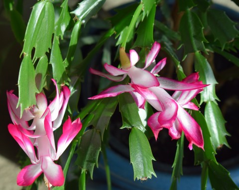 Schlumbergera w rozmiarze XXL. Prosta technika, która sprawia, że grudnik ma więcej liści i obficiej kwitnie