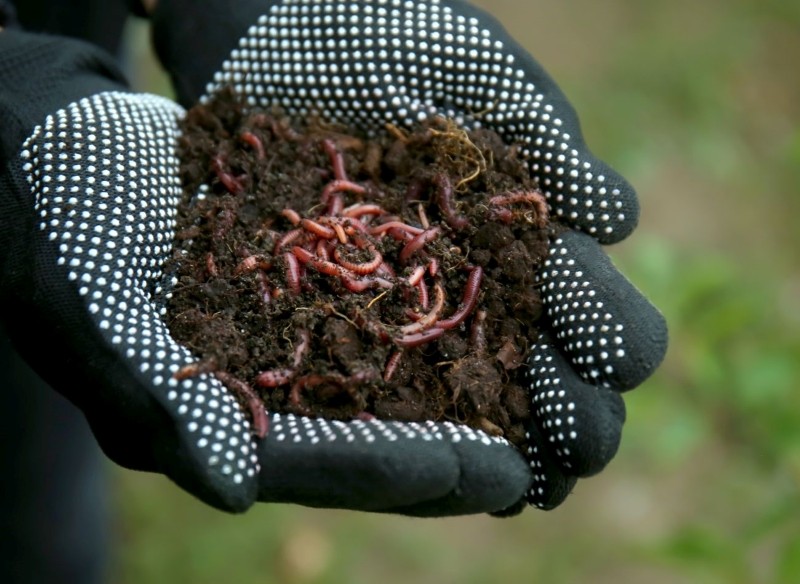 wermikompost