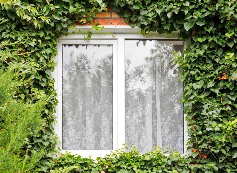 Bluszcz może zniszczyć elewację budynku.