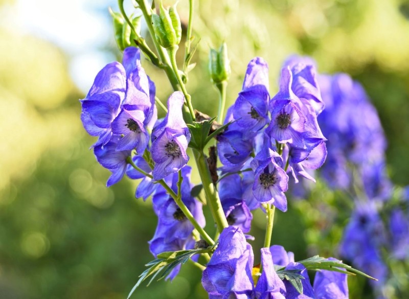 niebezpieczne byliny