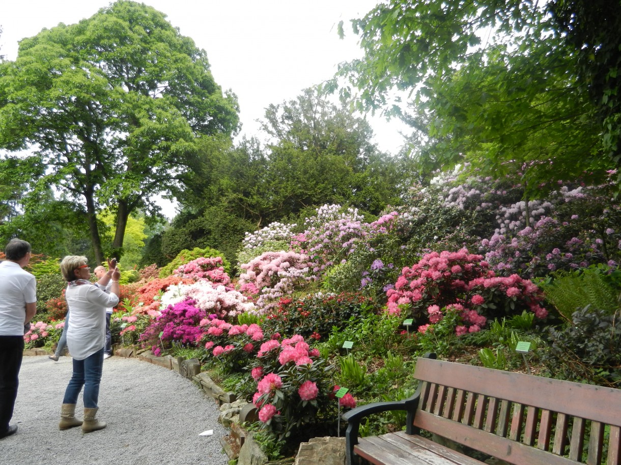 Pozostałe, Zakwitly rozaneczniki i azalie w arboretum