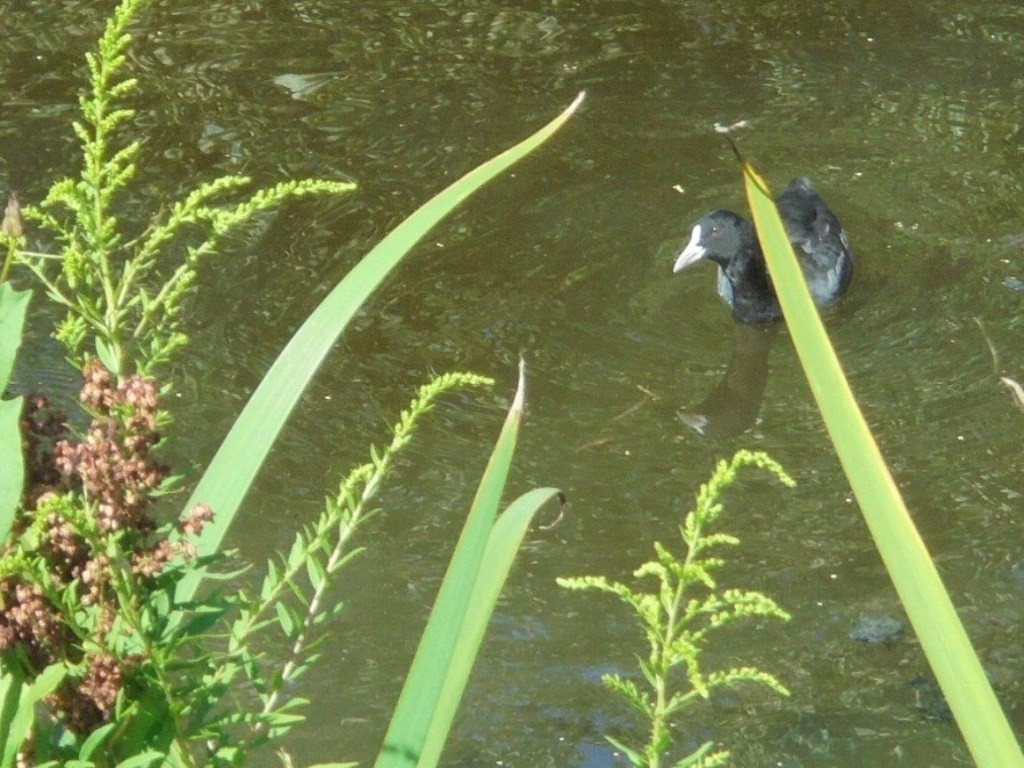 Pozostałe, NATURA w PEŁNEJ  KRASIE - Park Mickiewicza