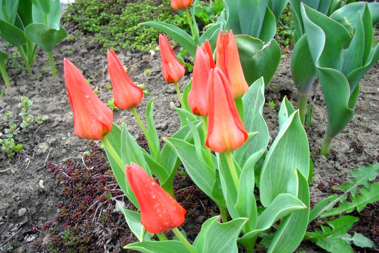 Pozostałe, Wiosna w moim ogrodzie - tulipanki,tulipanki wiosny niespodzianki :)