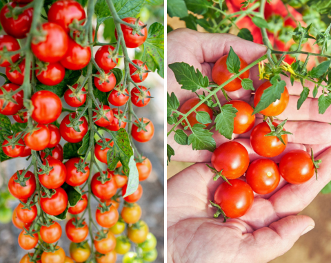 Najlepsze odmiany pomidora koktajlowego. Dużo owoców, żadnych chorób