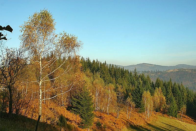 Pozostałe, Góralskie lasy