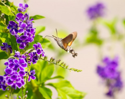 Fruczak gołąbek - niezwykły motyl znany jako polski koliber