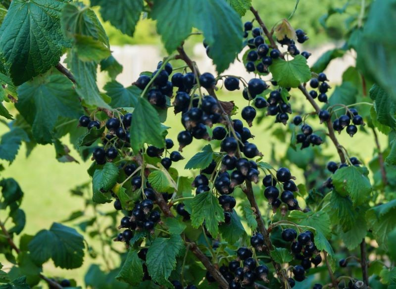 porzeczka w ogrodzie