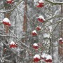 Leśne klimaty, CZEKAJĄC NA ŚWIĘTA :)