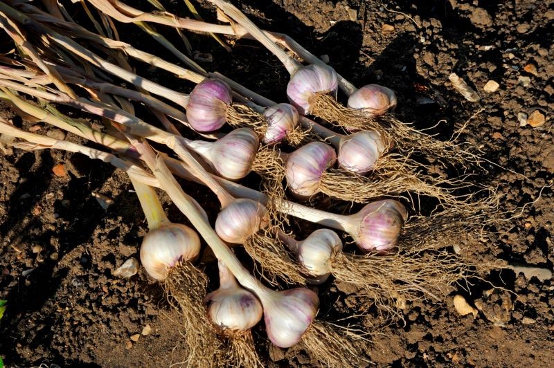 Napowietrzanie gleby to prosty zabieg na duży i zdrowy czosnek.