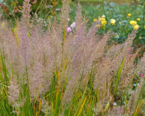 Trzcinnik krótkowłosy (Calamagrostis brachytricha)