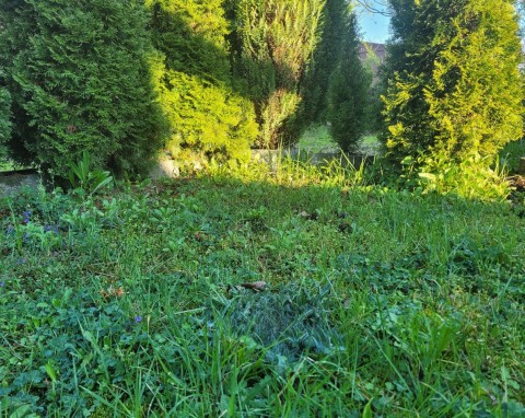 Bezkonkurencyjny oprysk na chwasty w trawniku. Poradzi sobie nie tylko z mleczem