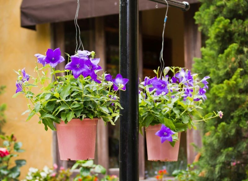 Rozwar można uprawiać w donicach.