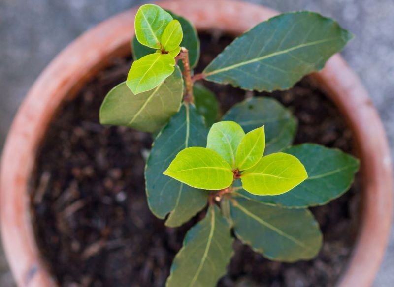 W naszym klimacie drzewko laurowe uprawiamy w doniczkach.