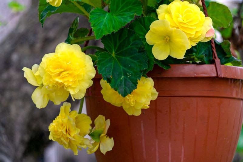 Istnieje wiele gatunków i odmian begonii w rozmaitych wariantach kolorystycznych.