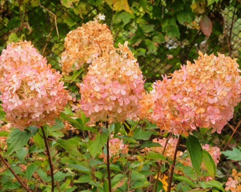 Prosty sposób na rozmnożenie hortensji późną jesienią. Pokazujemy, jak pobrać i sadzić sztobry