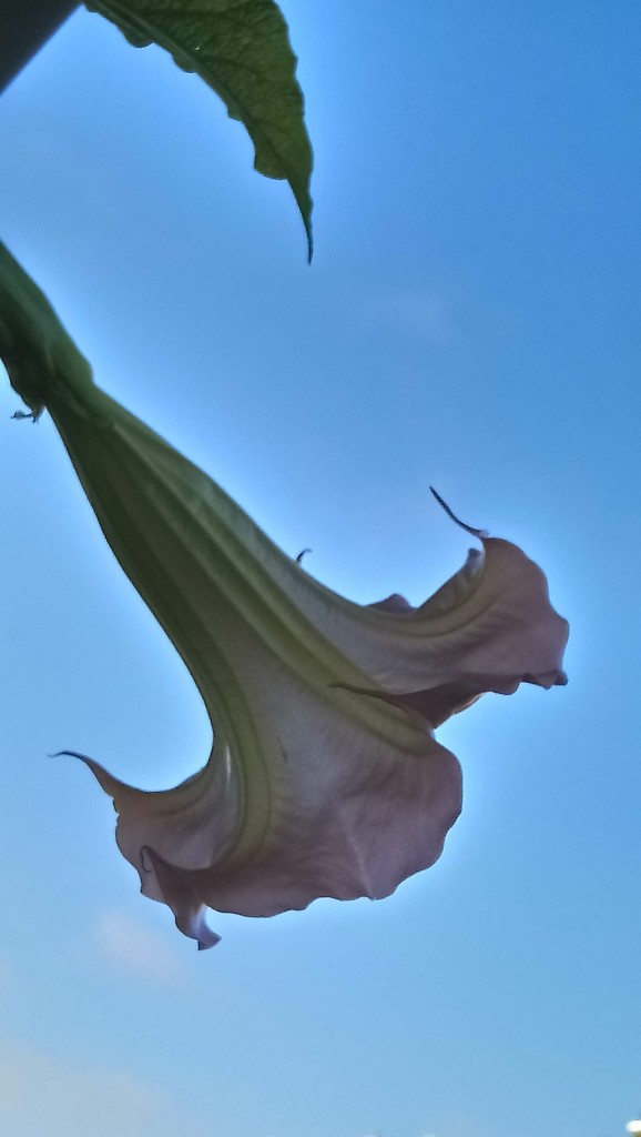 Rośliny, Jesienna galeria ...............z bombkami..... - .................i datura...............