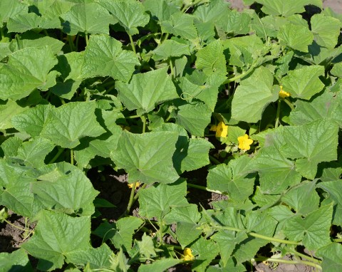 Jak odżywiać ogórki w środku lata? Oto 3 najlepsze naturalne nawozy na zwiększenie plonów