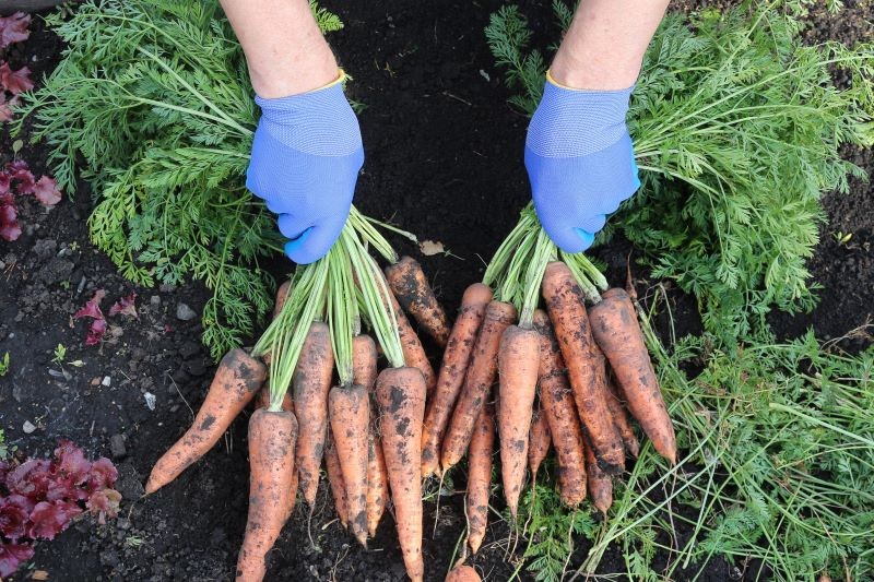 Podpowiadamy, jakie odmiany marchwi są słodkie i twarde.