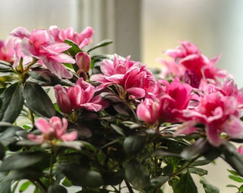 Jest piękniejsza od grudnika. Trzymaj się 3 zasad, a będzie obficie kwitła aż do wiosny