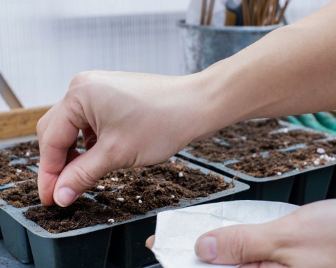 Najlepsze odmiany pomidorów odporne na zarazę. Wysiejesz, a potem posadzisz posadzisz z sukcesem