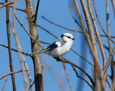 Wyjątkowa piękność ze Wschodu. Widok tej sikorki w karmniku to prawdziwa sensacja