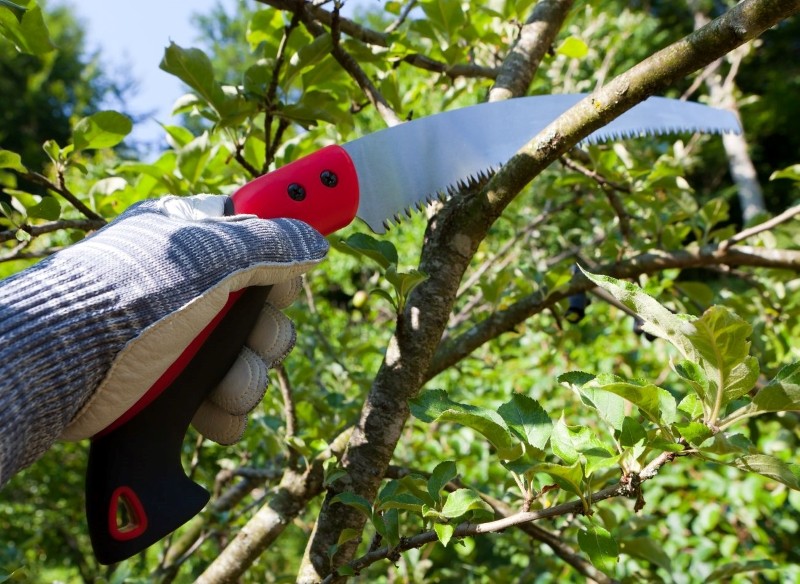 przycinanie drzew metodą na piłkę 