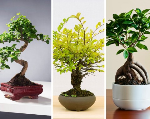 Pielęgnacja drzewka bonsai w domu. Które gatunki najlepiej nadają się na bonsai?