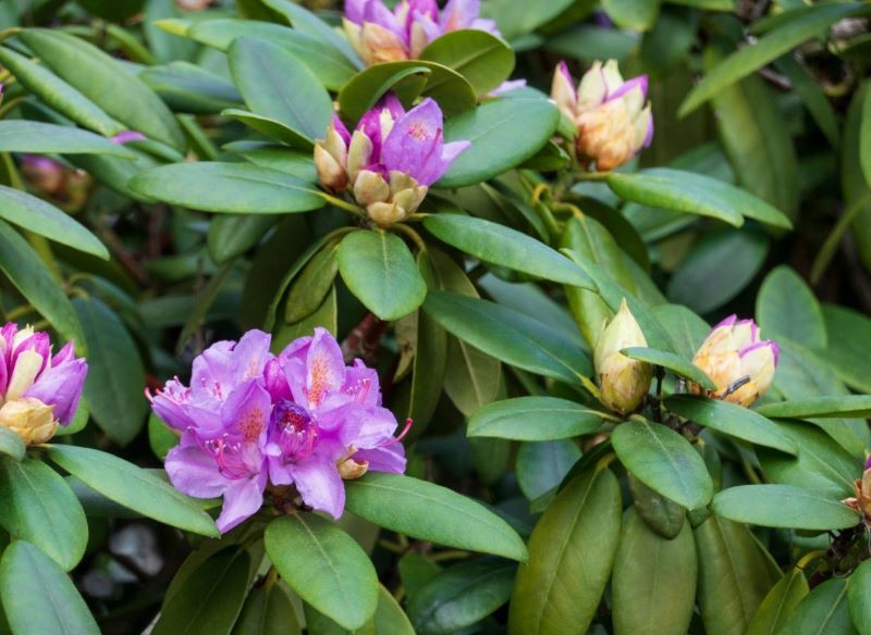 Nawóz dla rododendronów musi mieć właściwości zakwaszające.