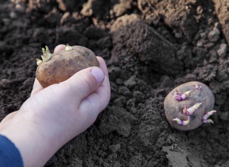 Ziemniaki przeznaczone do sadzenia warto wcześniej podkiełkować.