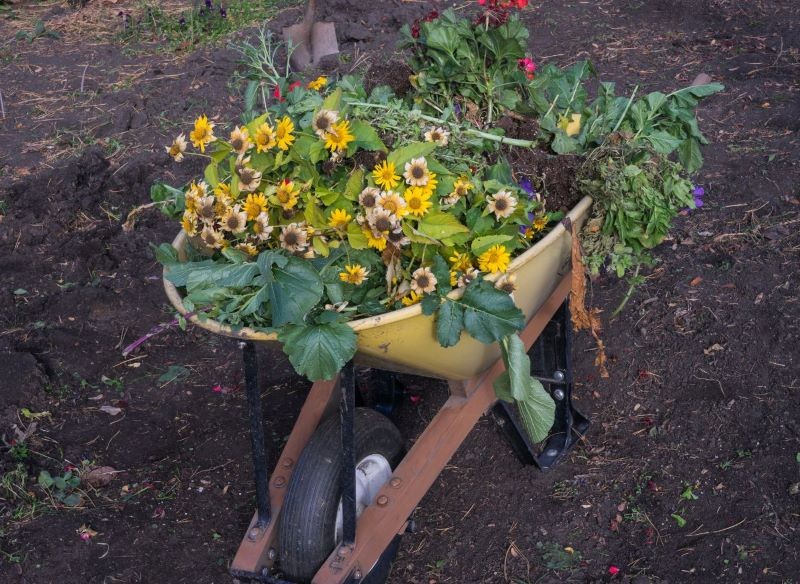 Nie wszystkie odpadki ogrodowe i kuchenne mogą trafić bezpośrednio na grządki.