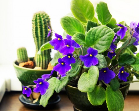 Co lubią fiołki afrykańskie i jak dbać o nie zimą? Domowa odżywka na obfite kwitnienie w grudniu