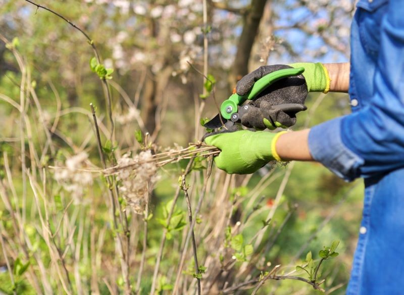 Nie wszystkie hortensje tnie się tak samo.