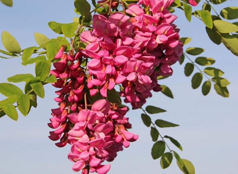 odmiany robinii akacjowej