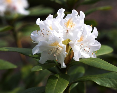 Ogród ozdobny: Pobudzanie do wzrostu rododendronów i choroby grzybowe trawnika