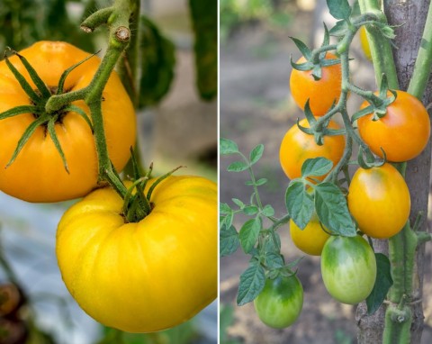 Najlepsze odmiany żółtego pomidora. Zdrowsze od czerwonych