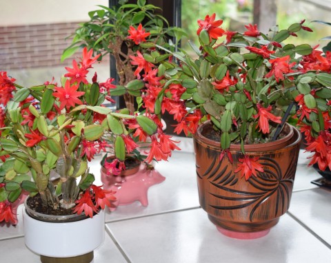 Wiele osób myli te dwa kwiaty. Jak odróżnić grudnika od kaktusa wielkanocnego?